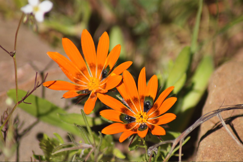 Biedouw Valley Flower Day Tour