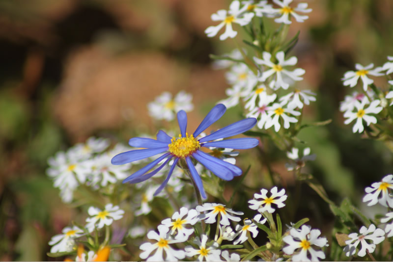 Biedouw Valley Flower Day Tour