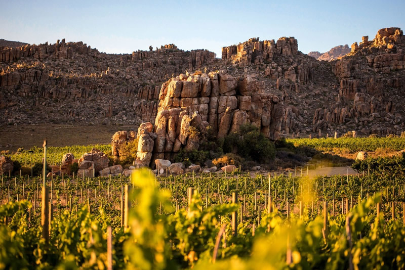 Cederberg Wine Tour